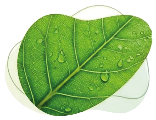 Sanidad vegetal
